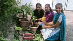 tree plantatuion